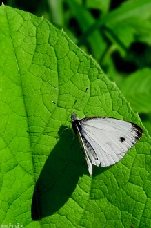 zdjcia owadw, owady, fotografia przyrody - Motyl bielinek kapustnik