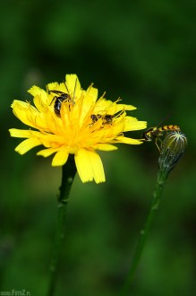 zdjcia owadw, owady, makro, fotografia przyrody - Owady