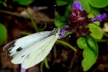 zdjcie motyla bielinka kapustnika, zdjcia owadw - Motyl bielinek kapustnik