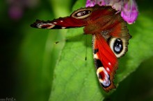 zdjcia rusaki pawika, zdjcia motyli, motyle - Motyl rusaka pawik