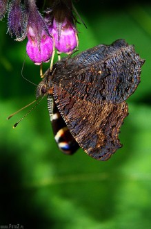 zdjcia rusaki pawika, zdjcia motyli, motyle - Motyl rusaka pawik