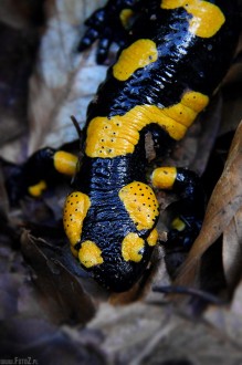zdjcie salamandry plamistej - Salamandra plamista