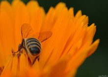 makro, makrofotografia, owad, pszczoa, zdjcia owadw, kwiaty, fotografia przyrody - Pszczka Maja co majstruje