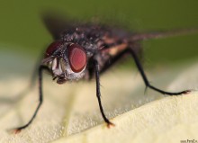 makrofotografia, owad, owady, zdjcia owadw, mucha, kwiaty, fotografia przyrody - Mucha domowa
