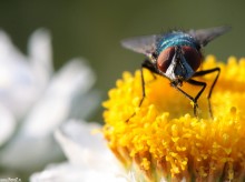 makrofotografia, owad, owady, zdjcia owadw, mucha, kwiaty, fotografia przyrody - Mucha polna