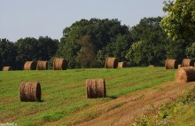 niwa, snopy siana, pozwijane zboe, kulki na polu - Po niwach