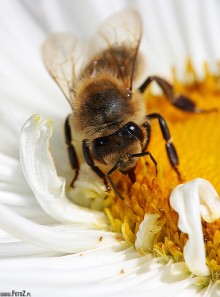 zdjcia owadw, owady, zdjcia pszcz, makro, fotografia przyrody, makrofotografia - Pszczoa