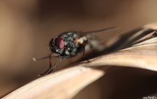zdjcia owadw, owady, zdjcia much, makro, makrofotografia - Mucha na liciu