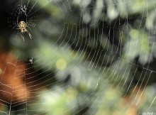 zdjcia owadw, owady, pajczyna, zdjcia pajczyn, makro, pajk, zdjcia pajkw, fotografia przyrody - Pajczyna z jej wacicielem