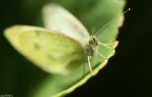 zdjcia motyli, motyl, zdjcia owadw, makro, fotografia, fotografia makro - Bielinek Kapustnik