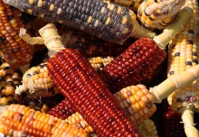 kukurydza, kolorowa kukurydza, zdjcia kukurydzy - Corn Mix