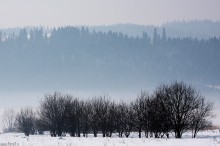 drzewa zimowe, zbir drzew zimowych - Wysepka drzew