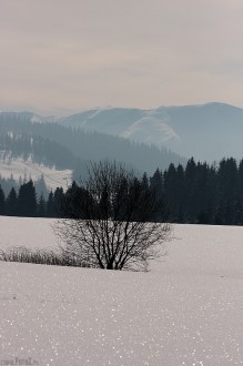 mienicy sie nieg, grski widok, pieniny - Samotny krzew w blasku niegu