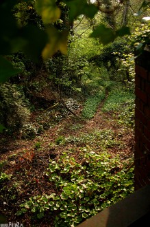 Devizes, Wiltshire, Anglia, przyroda, natura - Jungla