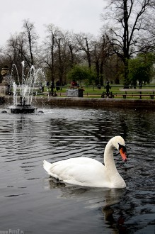 hyde park london,abadz, park w londynie, abdzie, fontanna, natura, przyroda - Ogrd abdzi