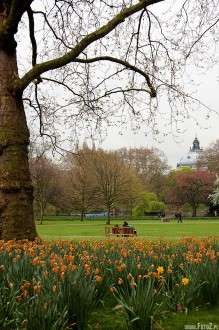 Londyn, tulipany, kwiaty, ziele miejska,  London, przyroda - Park przy Buckingham Palace