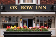 ziele miejska, flowers, tulipany, pub - Kwiaty - Ox Row Inn