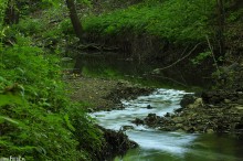 ruch wody, rzeka w lesie, wiosenny strumyk, ziele otaczajca grski , kamory rzeczne - Rzeczka lena
