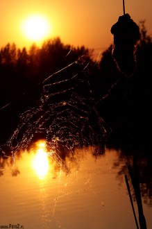 pajczyna nad stawem, pajczyna przy zachodzie soca - Wieczorna pajczyna