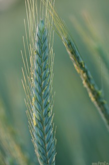 zdjcie kosa pszenicy, mrony kos pszenicy - Kos pszenicy