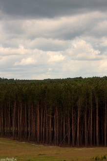 kawaleria drzew - Granica lasu