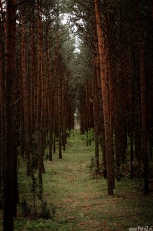 tunel drzew, tunel midzy drzewami w lesie, cieka lena - W lesie