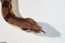 zdjcie wa boa, boa constrictor - Boa dusiciel