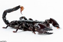 zdjcia skorpiona cesarskiego, Pandinus imperator - Skorpion cesarski