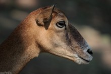 muflon, muflonka - Profil samicy muflona