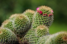 zdjcia kaktusw Mammillaria kewensis - Kaktusy