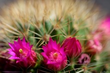 zdjcia kaktusa - Kaktus Mammillaria kewensis