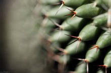 szpikulce kaktusowe - Kolce kaktusa