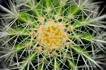 igy kaktusa, kolce kaktusa - Kaktus Echinocactus grusonii
