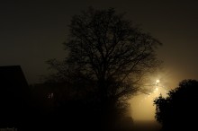mroczna zamglona ulica, drzewo we mgle - Mglista uliczka