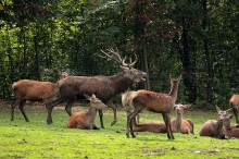stado jeleni, jelenie europejskie - zdjcie - Jele europejski