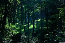 promienie soneczne w lesie - wielisty las