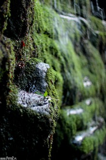 zdjcie mchu na kamieniach w lesie - Lena cianka