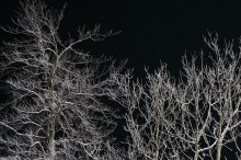 zmroone gazie drzew noc - Zamroone drzewa